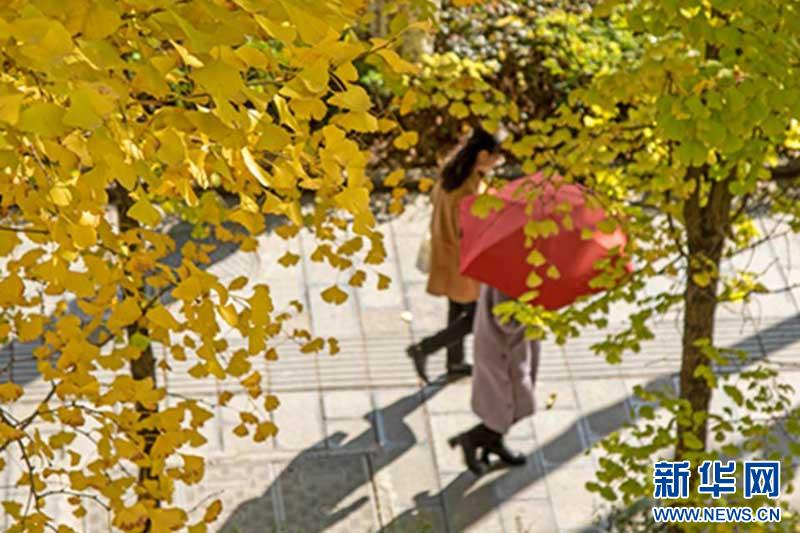 初冬恩施：金黄银杏与城市建筑的诗意邂逅，每一帧都是生态画卷  第3张