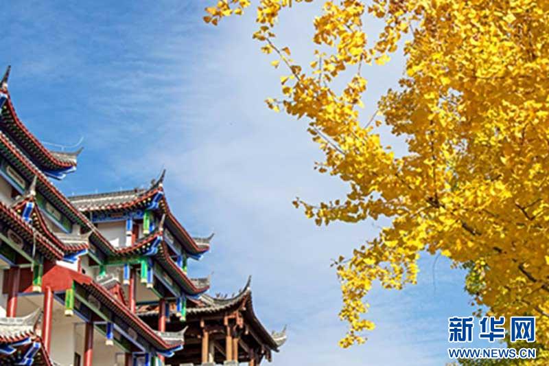 初冬恩施：金黄银杏与城市建筑的诗意邂逅，每一帧都是生态画卷  第4张