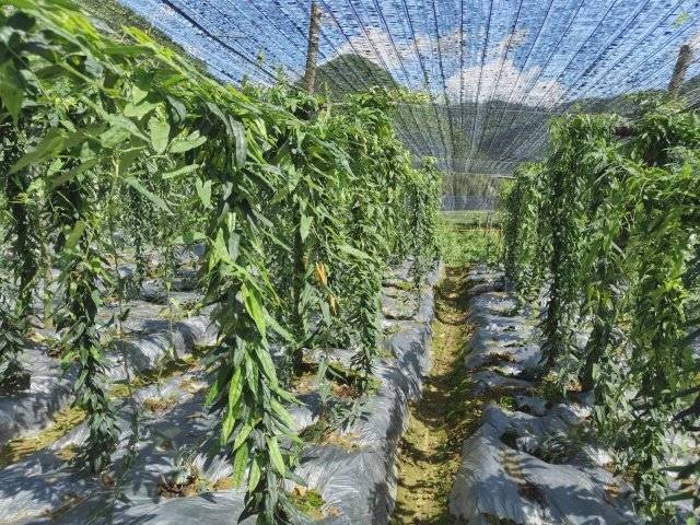 从冶金到药草：一个青年如何在乡村振兴中绘就美好蓝图  第4张