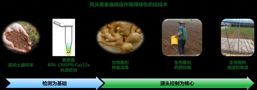 惊！凤头姜连作有障碍？这项技术竟获大赛二等奖  第1张