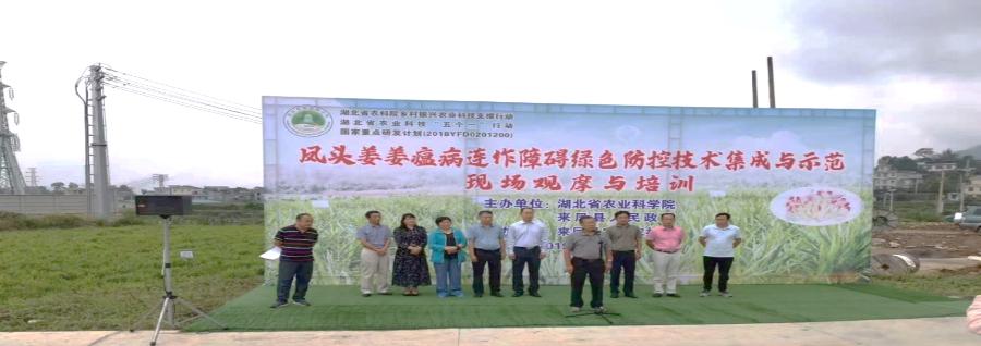 惊！凤头姜连作有障碍？这项技术竟获大赛二等奖  第2张