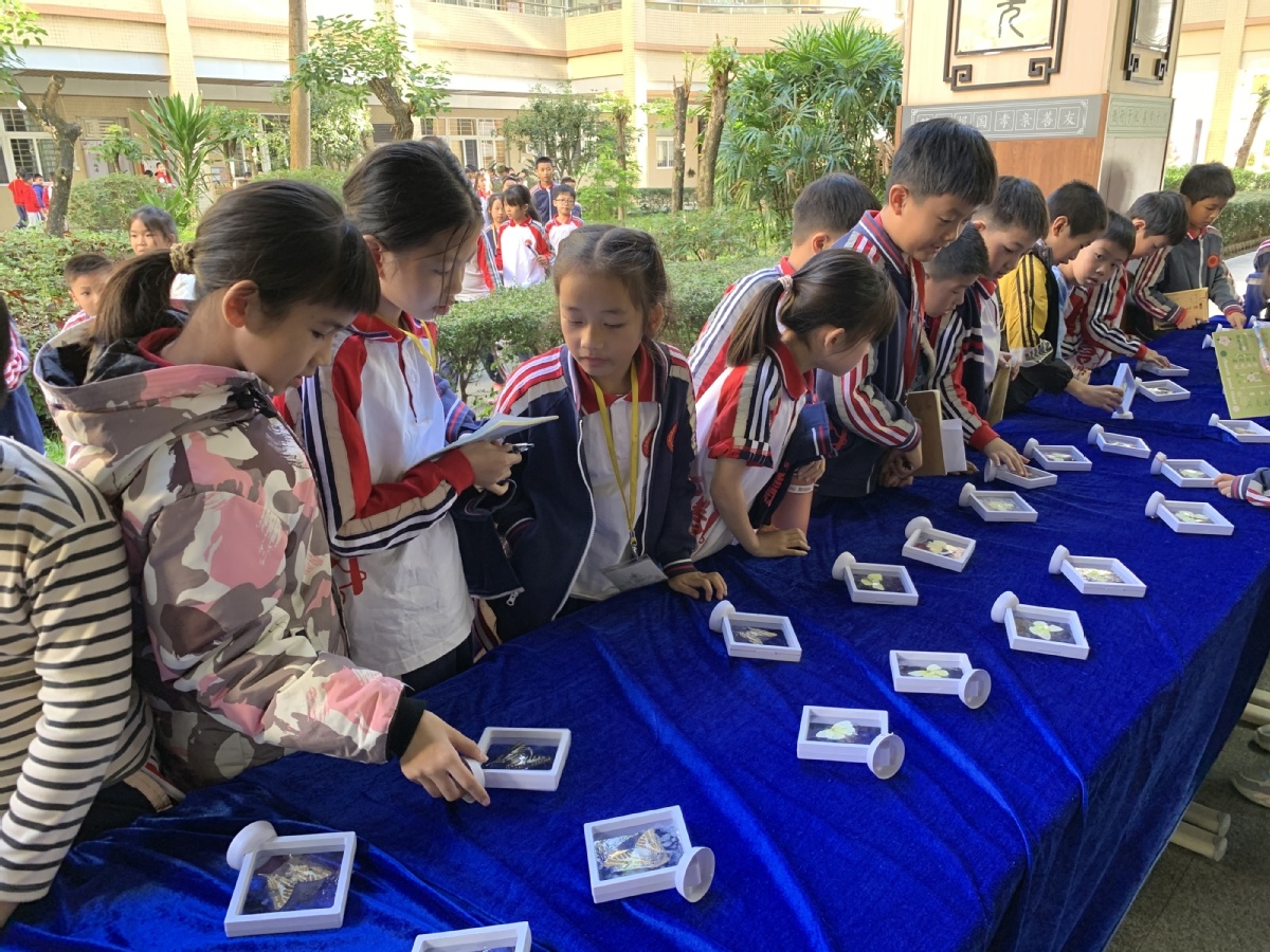 揭秘蝴蝶世界的奇妙之旅：1200名学生共同探索生态多样性  第3张