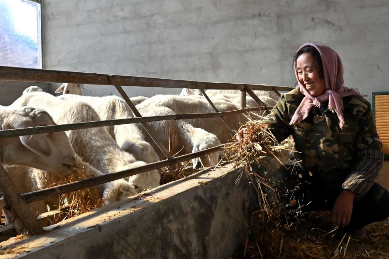 晨曦中的致富密码：甘肃村民如何靠7头牛年入数万？  第2张