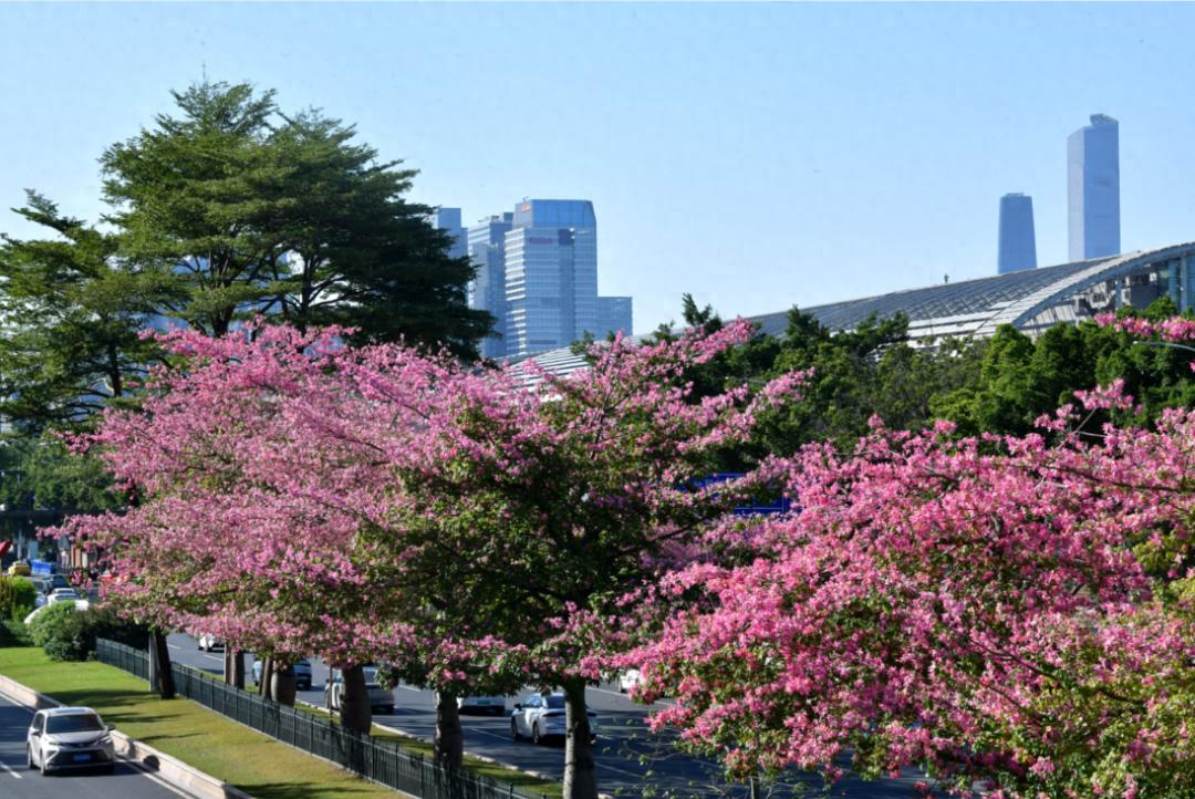 广州气温回升！未来三天最高可达25℃，早晚温差大，你准备好了吗？  第1张