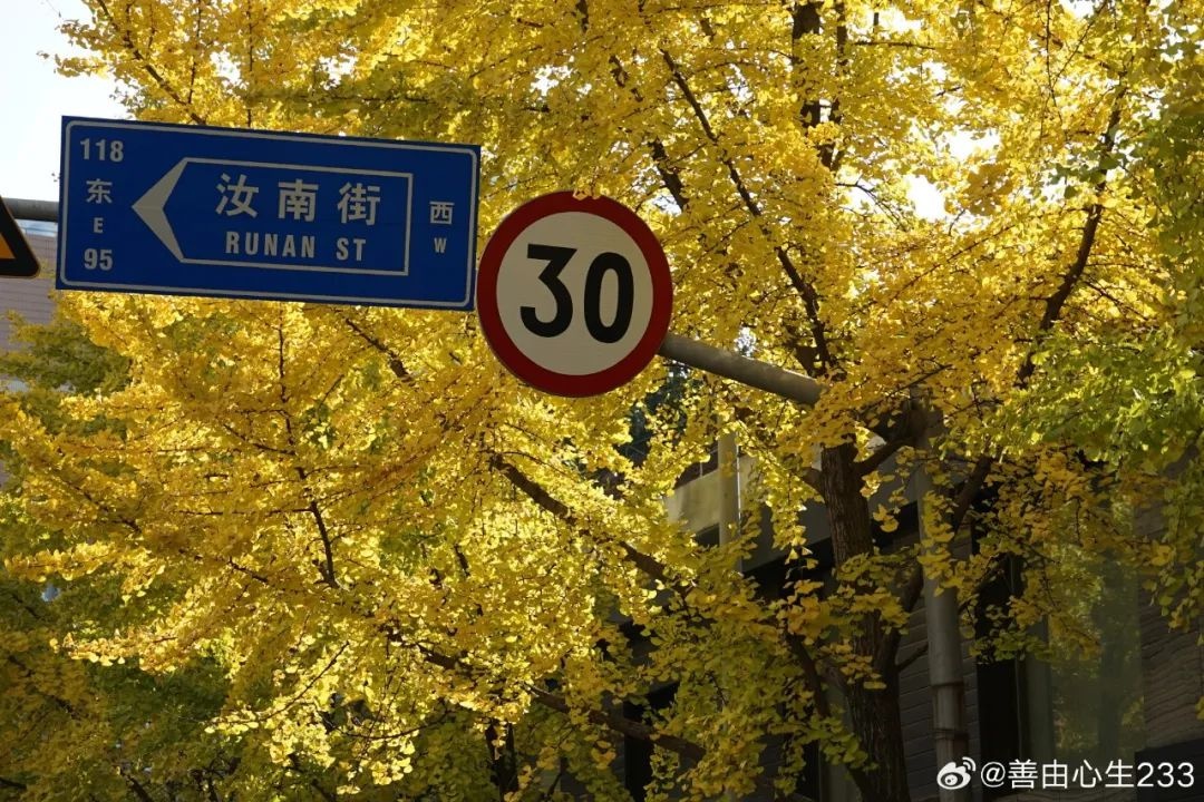 上海深秋阳光灿烂，气温回升至16℃以上，入冬可能性低，继续享受美妙秋天  第5张