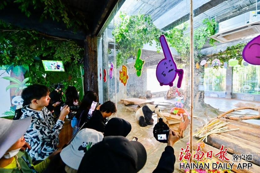 熊猫兄弟贡贡舜舜登岛6周年，巨型西瓜蛋糕惊艳全场，市民游客齐聚海野共庆  第3张