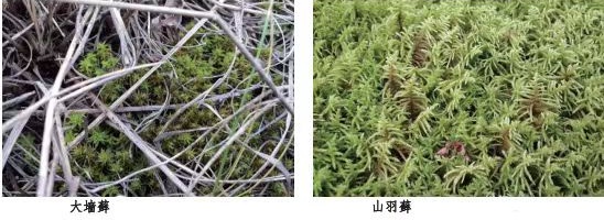 揭秘2024年锡林郭勒草原国家级自然保护区第三次综合科考的惊人发现  第4张