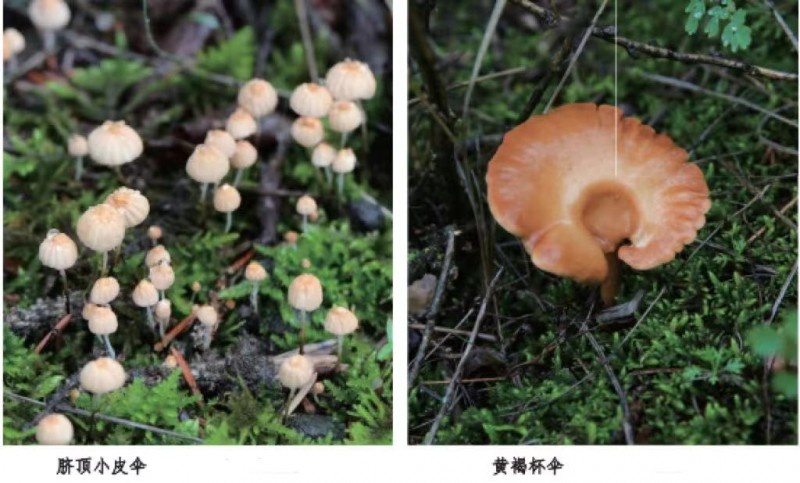 揭秘2024年锡林郭勒草原国家级自然保护区第三次综合科考的惊人发现  第5张