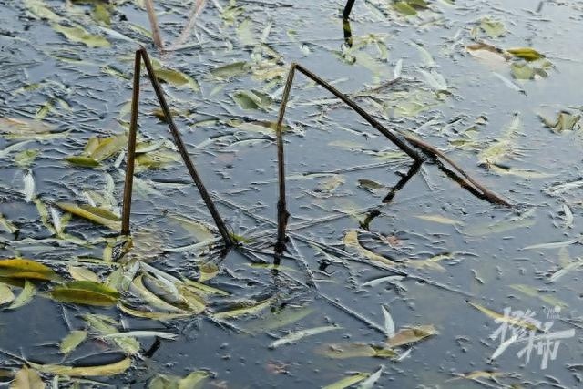 杭州今晨气温破冰点！西湖水域首次结冰，白霜如雪惊艳全城