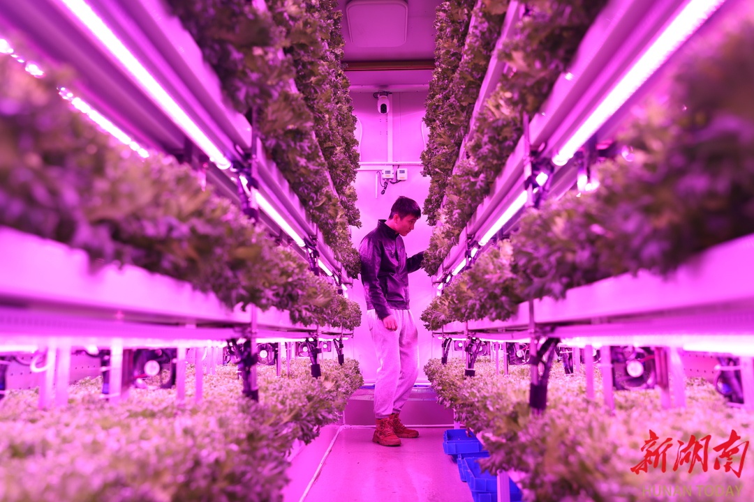 AI种菜新革命：手机操控集装箱农田，未来农业真的能赚钱吗？  第2张