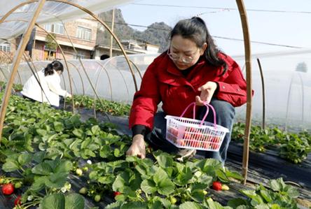 冬日里的甜蜜诱惑：广西荔浦市东昌镇落印屯草莓园，体验采摘乐趣，品尝鲜美果实