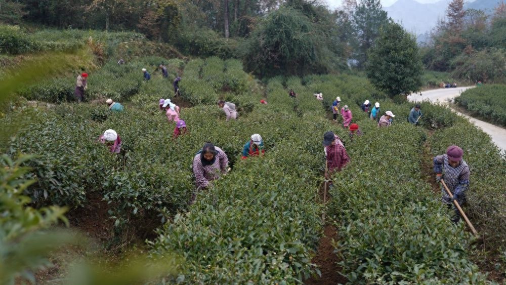 冬季茶园管护忙：三分种七分管，如何确保来年春茶丰收？  第1张