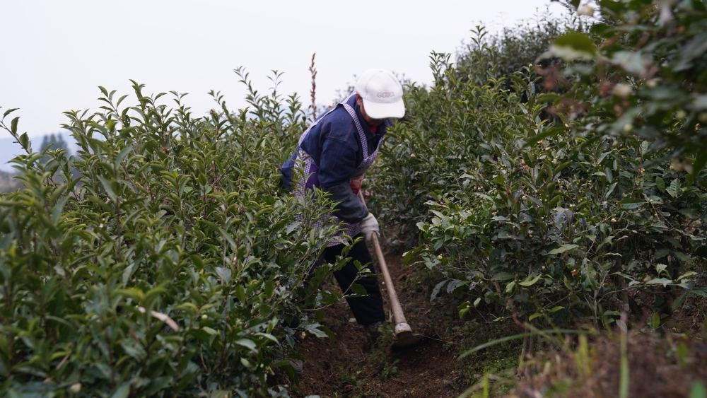 冬季茶园管护忙：三分种七分管，如何确保来年春茶丰收？  第2张