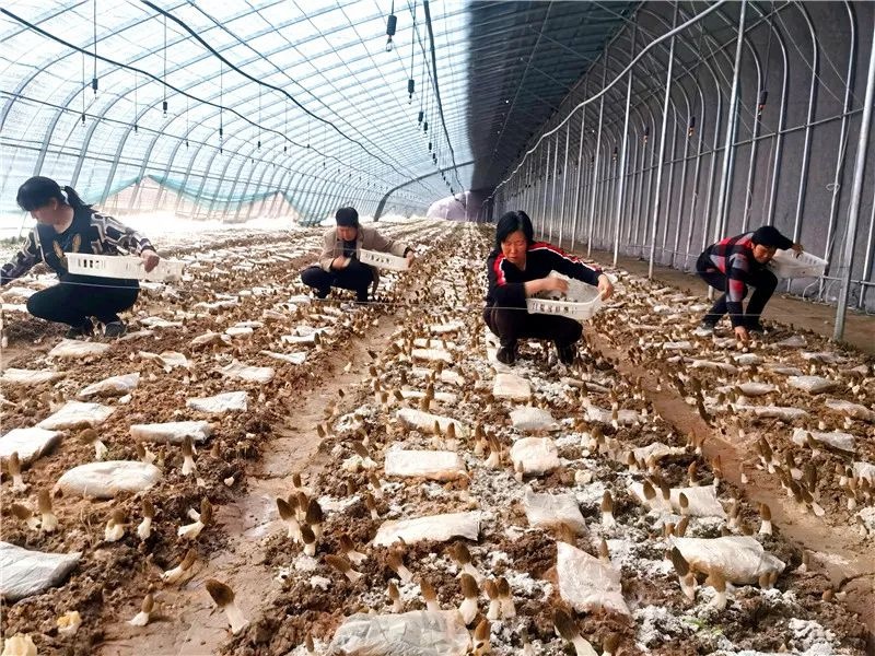 2024年甘肃和美乡村建设：绘就村容整洁、环境优美的新画卷  第14张