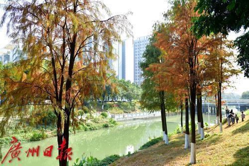 元旦广州天气大反转：从温暖如春到寒潮突袭，你准备好了吗？  第2张