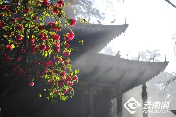 2025金殿山茶花节震撼来袭：40万株茶花盛放，体验昆明冬日的最美花海  第3张