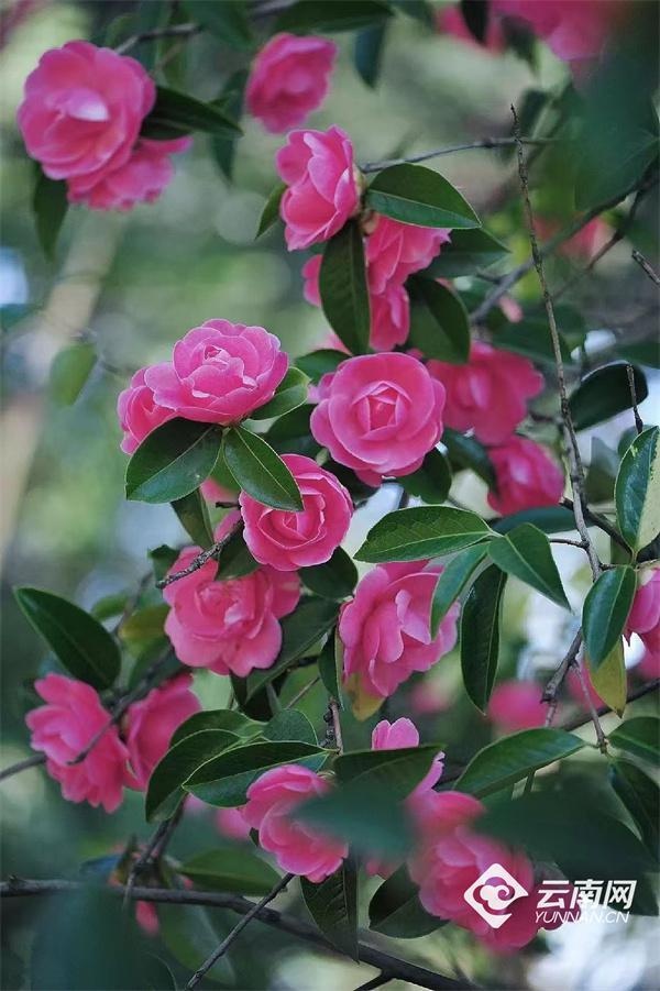 2025金殿山茶花节震撼来袭：40万株茶花盛放，体验昆明冬日的最美花海  第4张