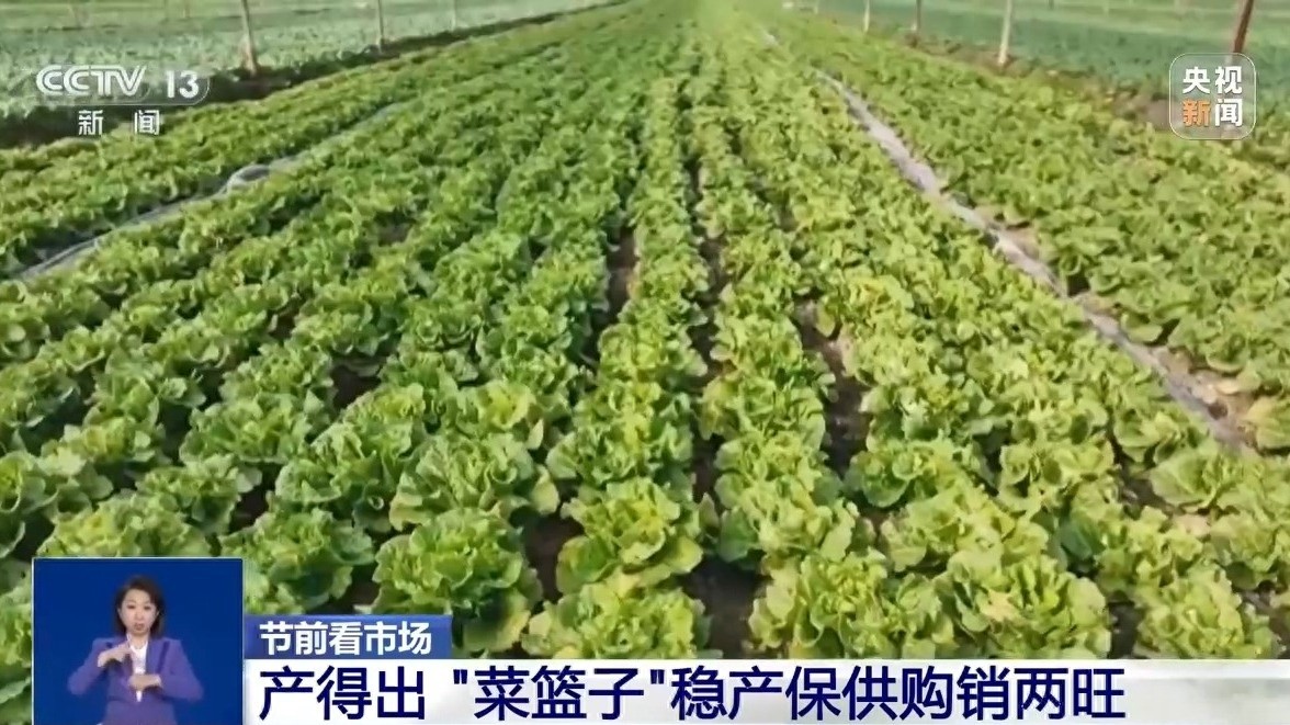 双节临近，全国蔬菜产量突破2000万吨，你的菜篮子准备好了吗？  第1张