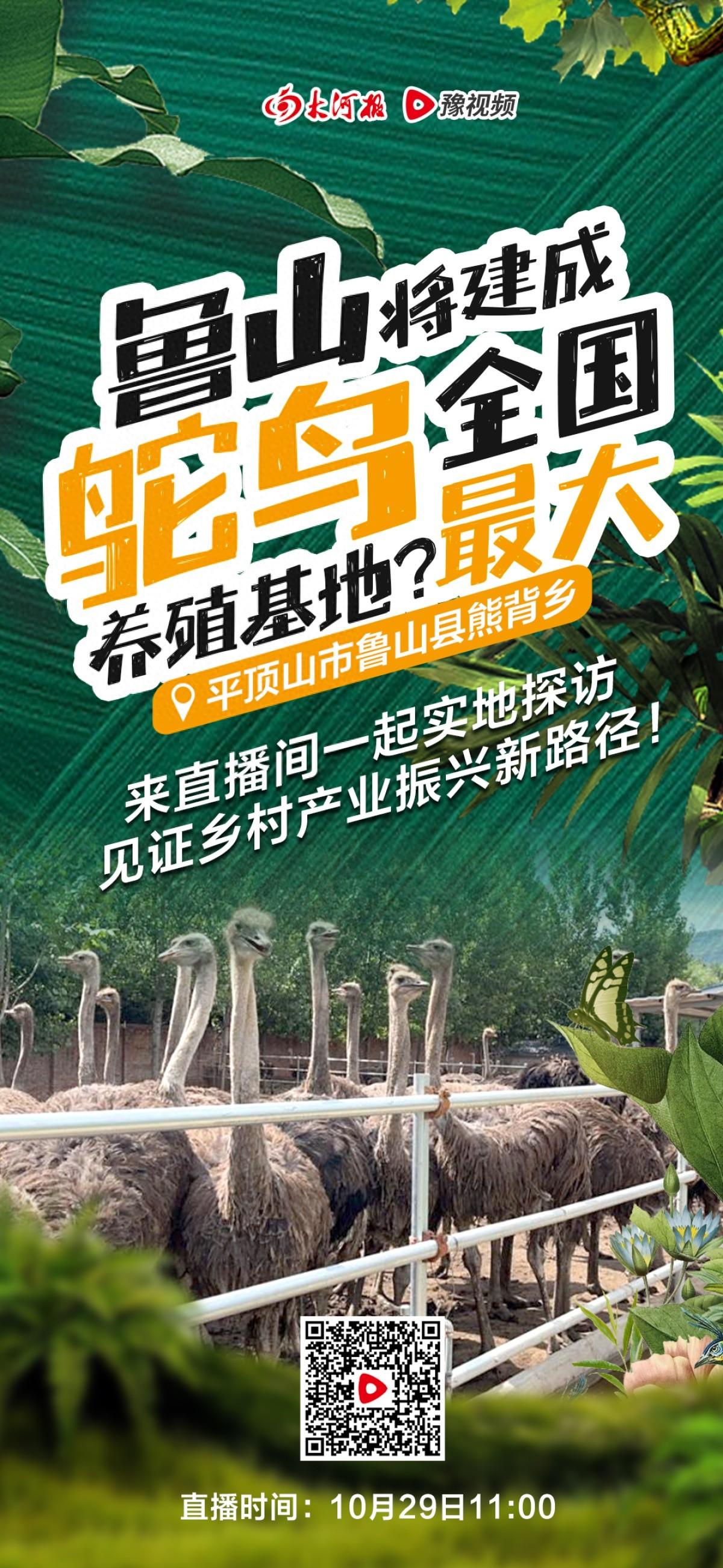 鲁山县一村庄惊现千余只鸵鸟，村民大规模养殖背后的秘密是什么？  第1张