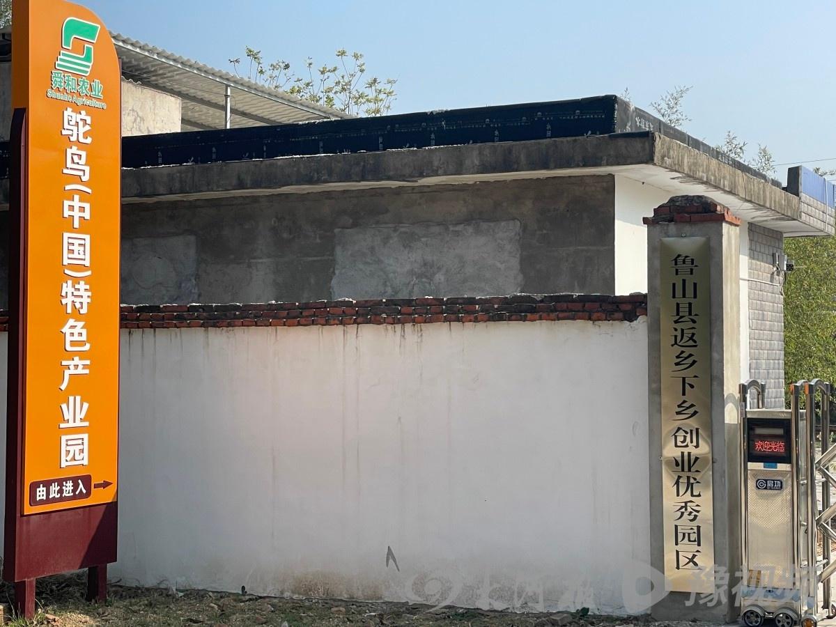 鲁山县一村庄惊现千余只鸵鸟，村民大规模养殖背后的秘密是什么？  第3张