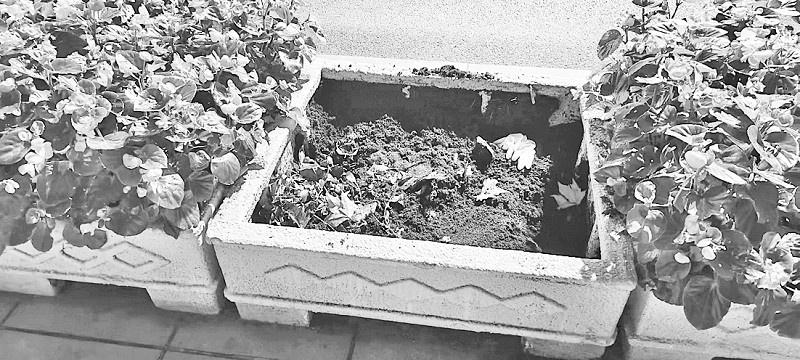 四名女子公然盗挖景观花，城市绿化岂能如此践踏？  第2张