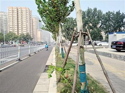 行道树支撑架多年未拆，铁丝嵌入树身，谁来救救它们？  第1张