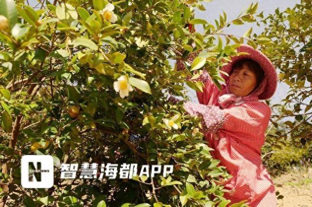 霜降已过，永泰茶籽饱满，今年产量翻倍，你还不快来尝尝？
