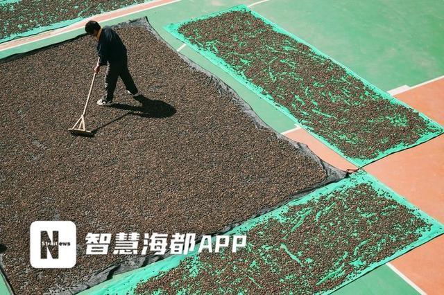 霜降已过，永泰茶籽饱满，今年产量翻倍，你还不快来尝尝？  第2张