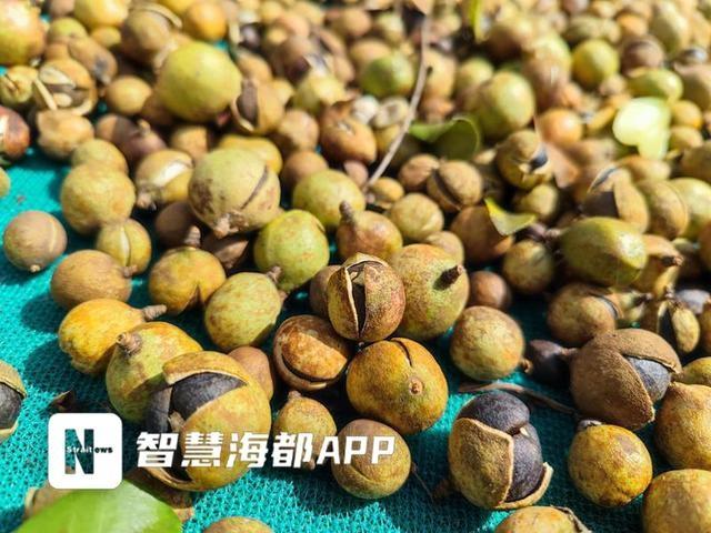 霜降已过，永泰茶籽饱满，今年产量翻倍，你还不快来尝尝？  第3张