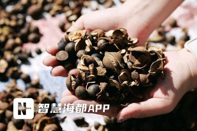 霜降已过，永泰茶籽饱满，今年产量翻倍，你还不快来尝尝？  第4张