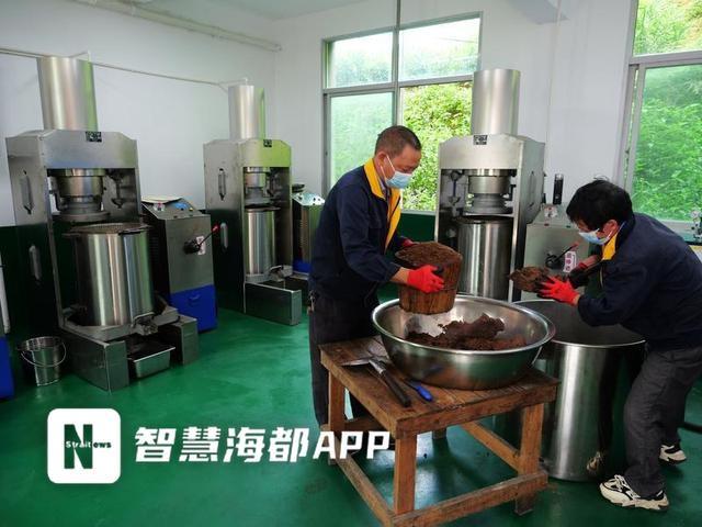 霜降已过，永泰茶籽饱满，今年产量翻倍，你还不快来尝尝？  第5张
