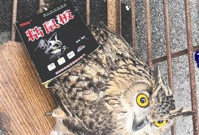 国家二级保护动物竟被粘鼠板困住，还好有他们……  第1张