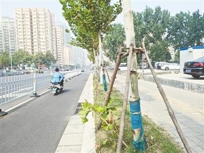 路边梧桐树支撑架长期存在，是否会影响树木生长？