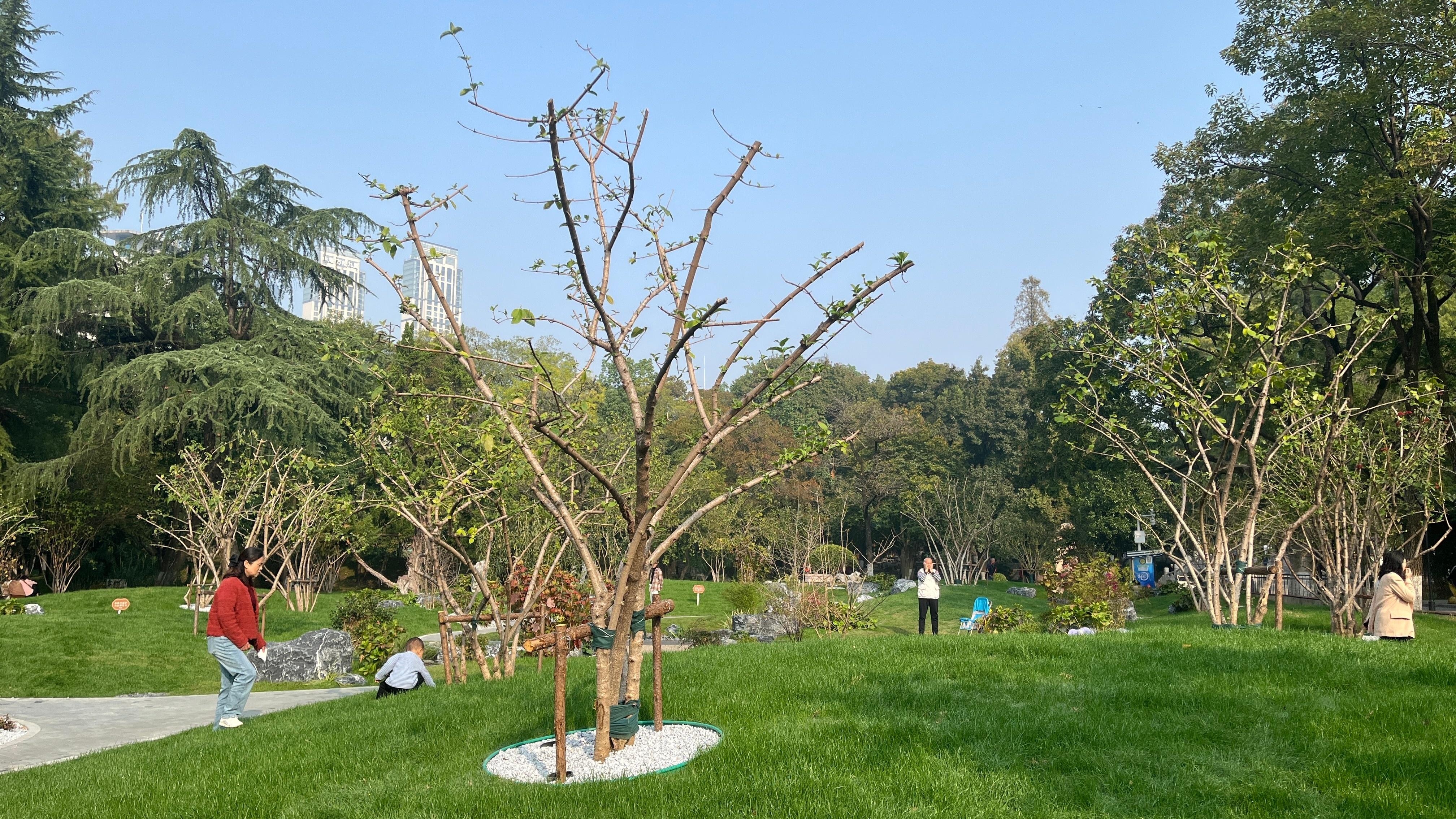 中山公园琼花园景观升级，明年春天，带你领略更仙美的琼花  第3张