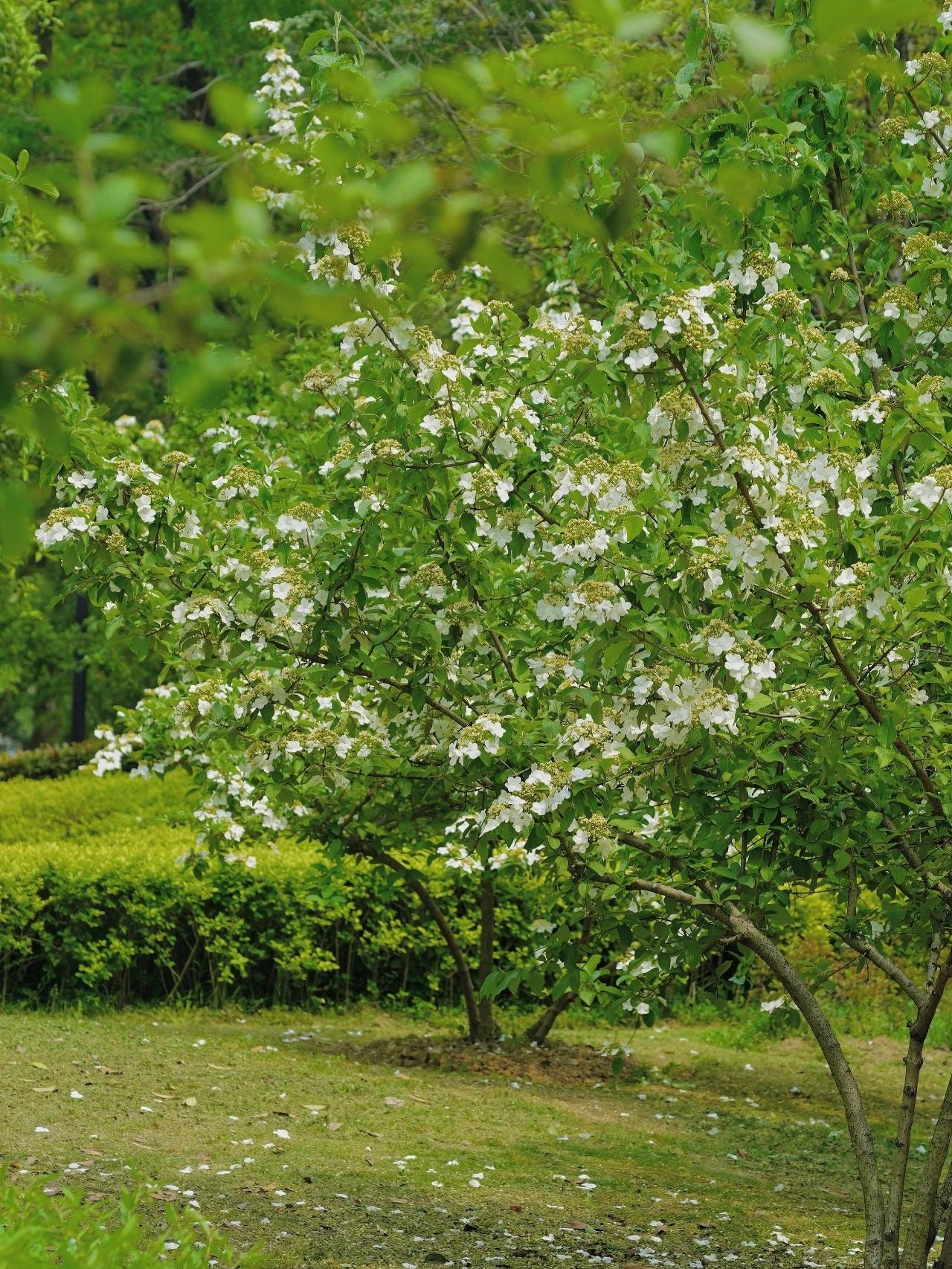 中山公园琼花园景观升级，明年春天，带你领略更仙美的琼花  第4张