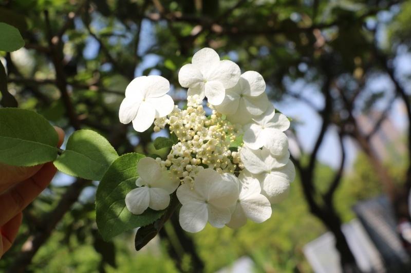 中山公园琼花园景观升级，明年春天，带你领略更仙美的琼花  第5张