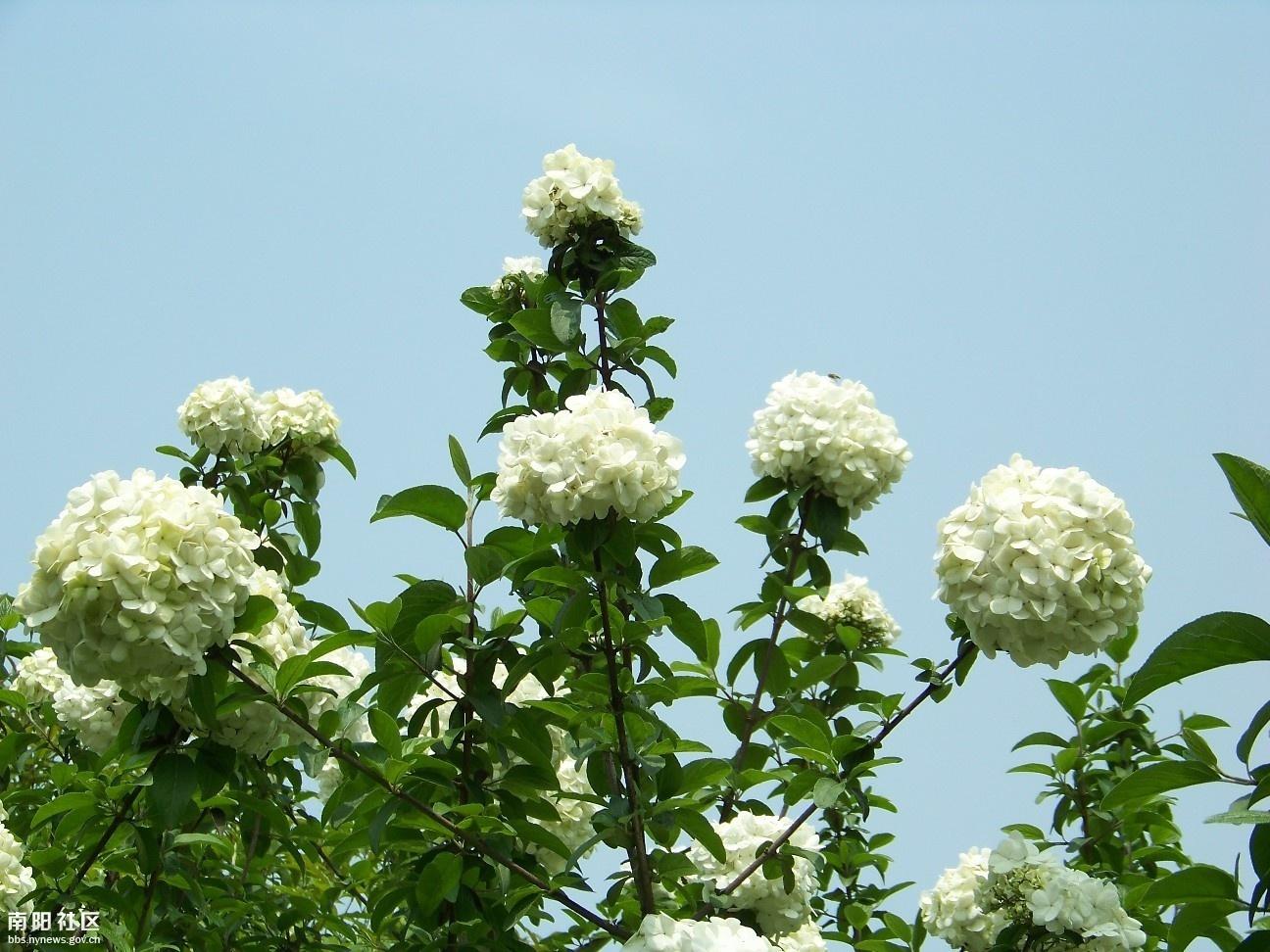 中山公园琼花园景观升级，明年春天，带你领略更仙美的琼花  第6张