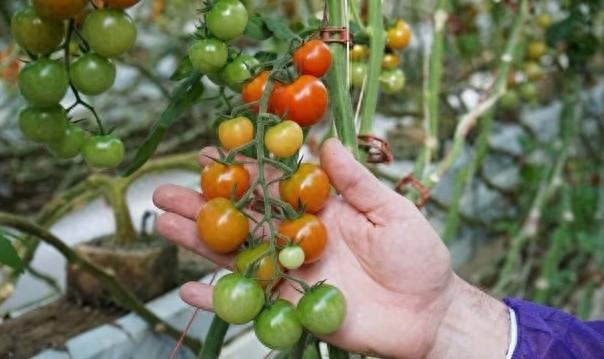 澳洲番茄行业面临史上最严峻威胁，损失高达 2000 万澳元