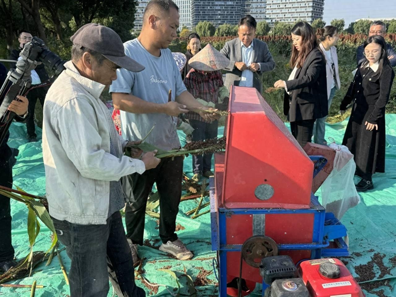 540.51 公斤！浙江高粱亩产纪录再次被刷新，这个品种你见过吗？  第1张