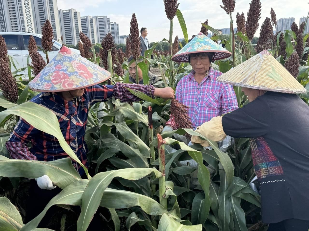 540.51 公斤！浙江高粱亩产纪录再次被刷新，这个品种你见过吗？  第2张
