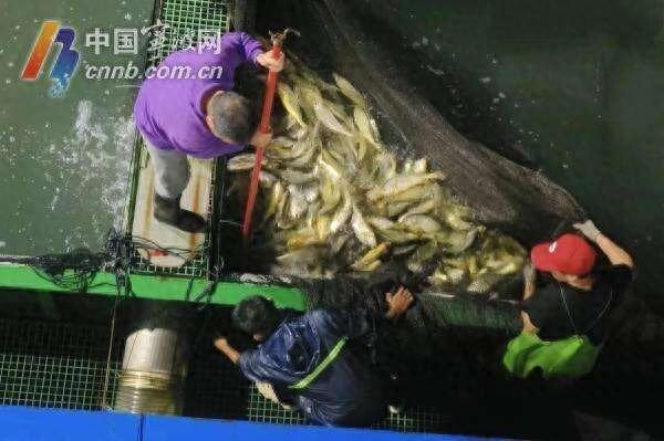 1.78 万尾大黄鱼种苗投放！全省首个深远海养殖平台正式投产运营