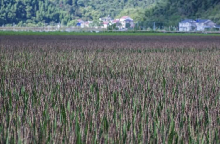 浙江杭州现高颜值养生稻，富含多种营养成分，你吃过吗？