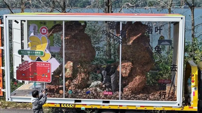 两只落叶兔竟一路西行 2670 公里，只为这场美丽行动  第3张