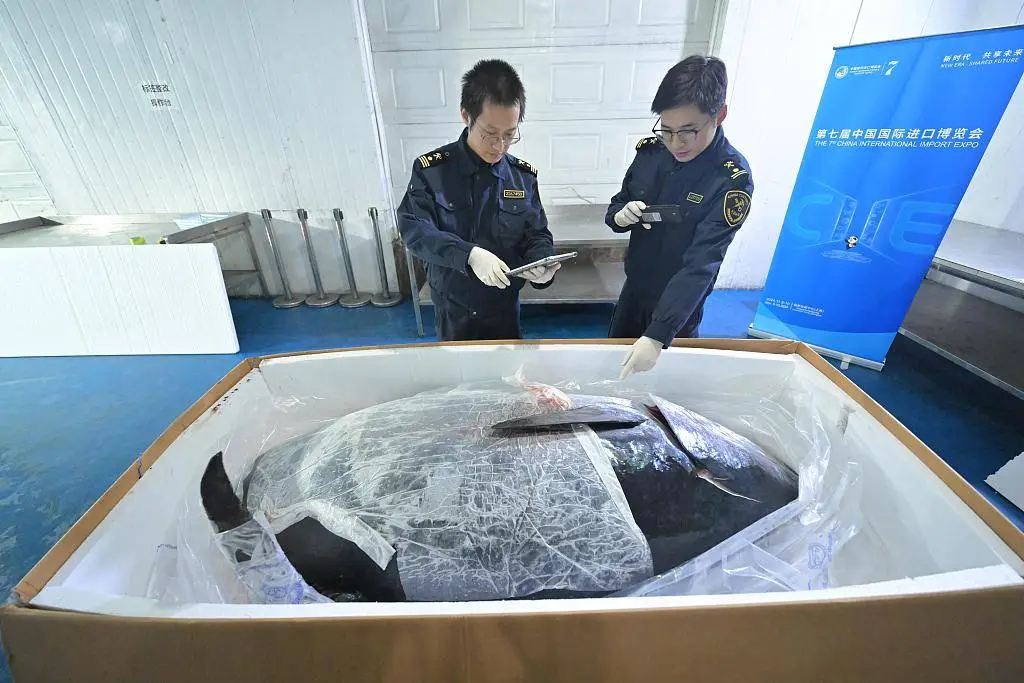 第七届进博会蓝鳍金枪鱼王震撼亮相，重量创历届之最  第3张