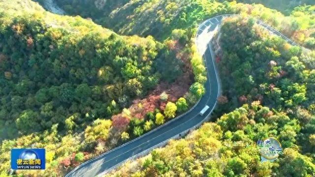 霜叶红于二月花！近 30 万亩彩叶林进入最佳观赏期，错过等一年
