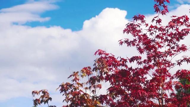霜叶红于二月花！近 30 万亩彩叶林进入最佳观赏期，错过等一年  第2张