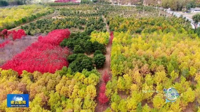 霜叶红于二月花！近 30 万亩彩叶林进入最佳观赏期，错过等一年  第3张