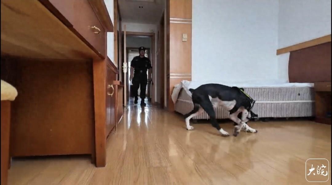 100 分！淮北警犬 summer 荣获全国警犬技术比赛血迹搜索科目三等奖