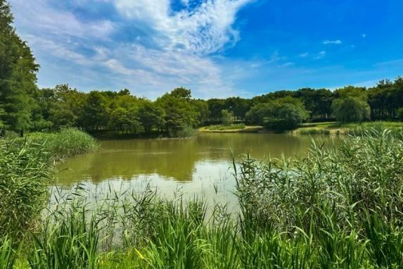 走进奉贤，探寻湿意秘境：40.7 公里海塘背后的湿地生态空间  第11张