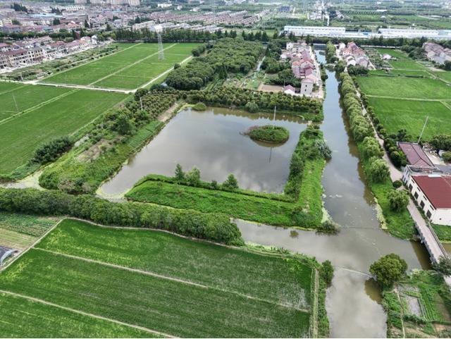 走进奉贤，探寻湿意秘境：40.7 公里海塘背后的湿地生态空间  第4张